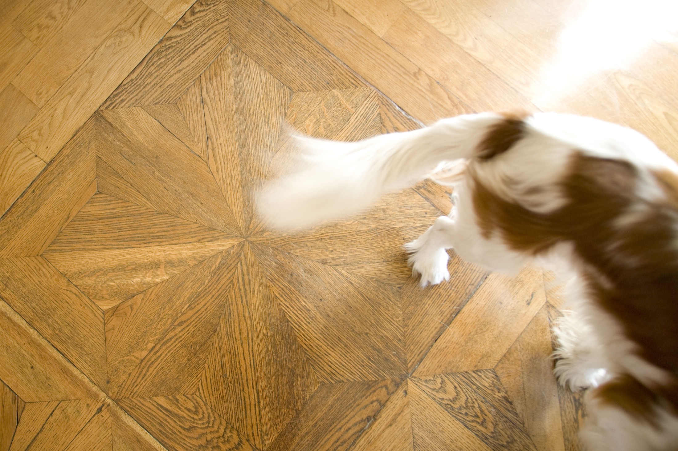 Dettaglio parquet intarsiato in diverse essenze